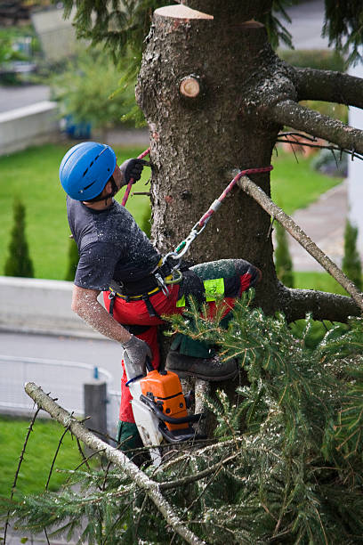 How Our Tree Care Process Works  in  Seminole, FL