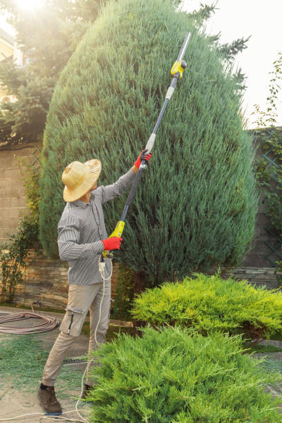 Professional Tree Removal in Seminole, FL